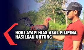 Ditahan ingkar pkp, ketika asyik main sabung ayam. Hobi Ayam Hias Dari Filipina Bisa Raup Untung