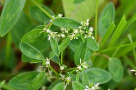 Image result for Euphorbia graminea