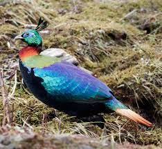 The best known fossil is. Himalayan Monal Wikipedia
