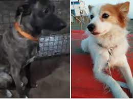 Sos di adozione (stallo nell'attesa) urgentissimo. Cani Adozioni E L Ombra Della Malavita Biscotto Volpino Rapito Per Vendetta Rilasciato Nella Notte Corriere It
