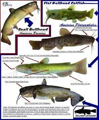 Snail Bullhead Flat Bullhead Identification Chart Blue