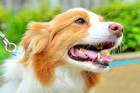 border collie marin ボーダーコリーのマリン border collie collie working dogs