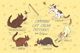 Tabby coat colors distinct color patterns with one color predominating. Feline Breeds Domestic Cats And Color Patterns