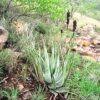 Image result for Aloe pienaarii