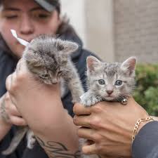 ⚠️ FLOOD WARNING ⚠️ We're drenched with kittens!⁠ ⁠ It's raining, it's  pouring… Kittens! That's the kind of weather #KittenSeason brings to Tree  House and other shelters across the nation. We're completely