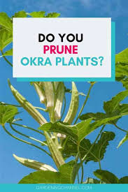You can cut the plant back by about one third it's height, making the cut just above a set of leaves, and as the plant recovers it should produce more flowers for you. Should You Top Okra Plants Gardening Channel