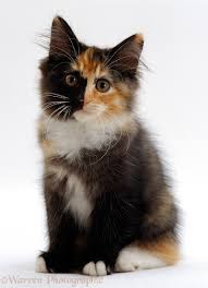 Huge collection, amazing choice, 100+ million high quality, affordable rf and rm images. Longhair Tortoiseshell Kitten Sitting Photo Wp15531