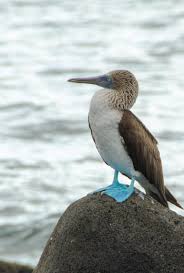 Bird With Blue Feet And Beak Pin On Blue Feet Boobies