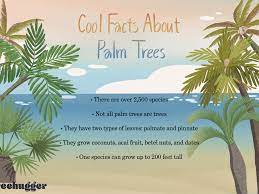A physical version of the game was released on august 10, 2010. 10 Surprising Facts About Palm Trees