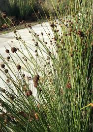 Image result for Ficinia