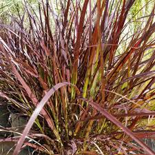 Its foxtail plumes and striking burgundy foliage show up well when surrounded by contrasting plants. Pennisetum Dwarf Purple Fountain Grass Novocom Top