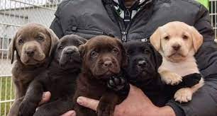 One Litter Of Puppies Five Colors Https Ift Tt 2dlg9vw Puppy Litter Puppies Cute Animals
