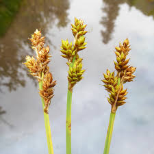 Image result for Schoenoxiphium