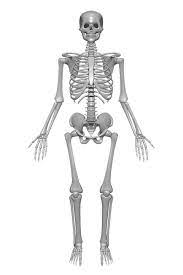 Sistem rangka adalah suatu sistem organ yang memberikan dukungan fisik pada makhluk hidup. Kerangka Manusia Tulang Tengkorak Gambar Gratis Di Pixabay