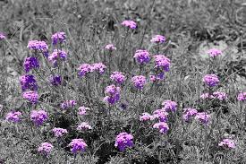 Having said this, some species boast beautiful white petals, although they're much rarer in south africa. Flowers Plant Color Key Purple Black And White Spring Nature Flora Africa South Africa Pikist