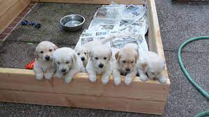 Dogs for sale near eugene, oregon dogs near eugene, oregon. Puppies For Adoption Eugene Oregon The Y Guide