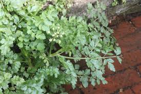 Image result for Oenanthe