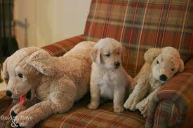 Goldens Ikea Dog Dog Stuffed Animal Cute Dogs