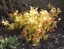 Image result for spirea japonica gold princess