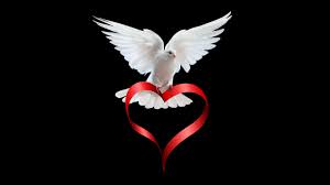 2560x1440 Pigeon Love Story 1440p Resolution Hd 4k Wallpapers Images Backgrounds Photos And Pictures .love love romantic romantic love pictures romantic love flower romantic lovely couple love popular tags: