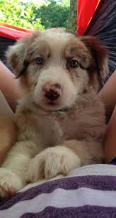 My Australian Shepard Puppy Australian Shepherd Australian Shepherd Puppies Cute Dogs Breeds