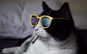*throws on blue tropical patterned runway sunglasses*. Cat Gifs Get The Best Gif On Giphy