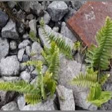 Image result for Pityrogramma argentea