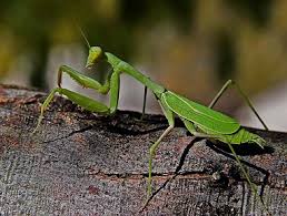 Name Of Insects In Hindi And English
