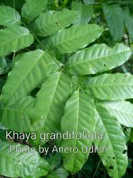 Image result for Khaya grandifoliola
