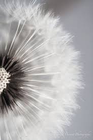 Beautiful Black And White Nature Background Pin On Photography