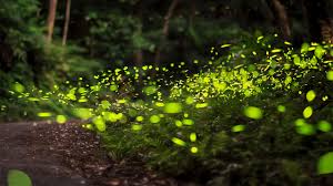 نتیجه جستجوی لغت [fireflies] در گوگل