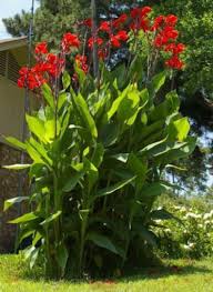 Tropical Not Succulent Perhaps West Bank Nursery Or Natural Gardener Will Have These Or Something Similiar Need Full Lily Seeds Canna Lily Tropical Garden