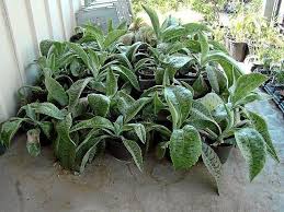 Donkey S Ears Plant Google Search Plants Garden Ear