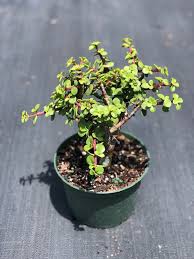 Image result for Cordia afra