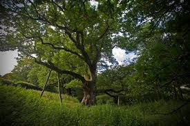 Scotland Now Tree Macbeth Weird Sisters