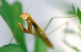 In this article we'll look at both the good. Pet Of The Week The Giant Asian Praying Mantis The Independent The Independent