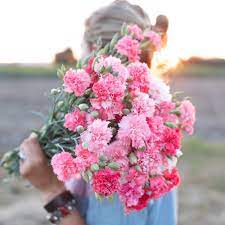 Carnation Chabaud Aurora Carnations Fragrant Flowers Flower Food