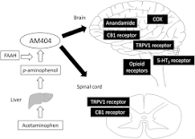 Image result for why doesn't acetaminophen react occurs upon treatment with either mild base or acid solution