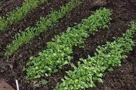 Кресс салат, посадка и уход. Выращивание кресс салата в открытом грунте и  домашних условиях