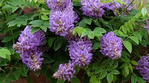 Image result for Virectaria