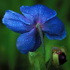 Les Jardins De Metis Photo Louise Tanguay Gaspesie Jardins Poppies Blue Poppy Green Thumb