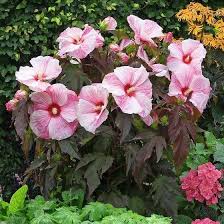 Image result for Hibiscus kirkii