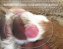 Treating Bacterial Claw Infection In Dogs Dogs Paws And Claws Infections