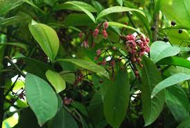 Image result for Myrsinaceae