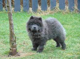 vasili looking like a wee black sheep lion dog animal lover dogs