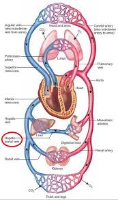 The liver is an organ only found in vertebrates which detoxifies various metabolites, synthesizes proteins and produces biochemicals necessary for digestion and growth. What Is A Portal System What Is The Purpose Of The Hepatic Portal Socratic