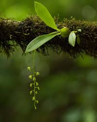 Image result for Liparis