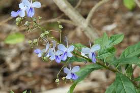 Image result for Rotheca myricoides