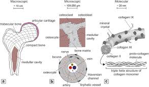 Compact bone diagram osteon compact bone ap pinterest anatomy human anatomy and. Engineering In Vitro Stem Cell Based Vascularized Bone Models For Drug Screening And Predictive Toxicology Stem Cell Research Therapy Full Text