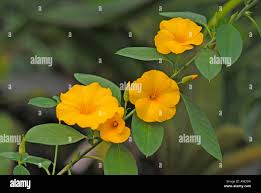 Image result for Reinwardtia indica